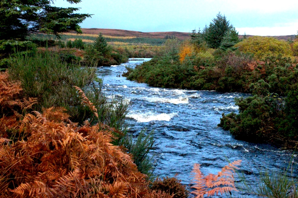 A Forest of&nbsp;Glass